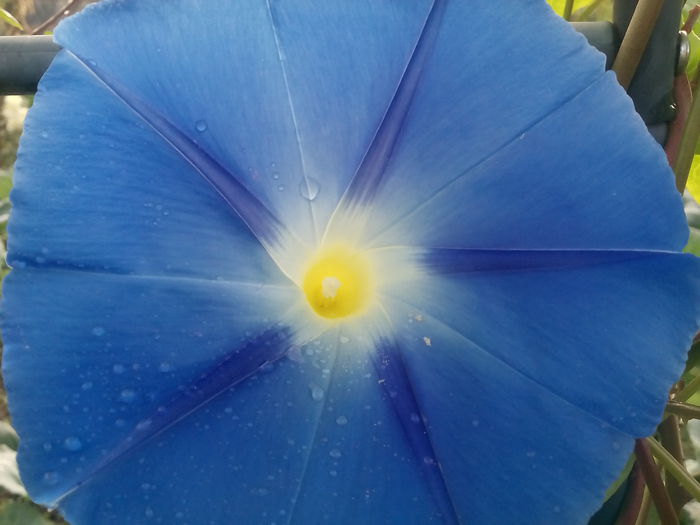 IMG_20150906_084539 - 2015 Flori in  gradina