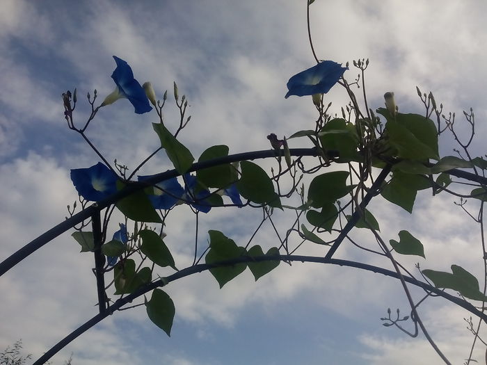 IMG_20150906_084518 - 2015 Flori in  gradina