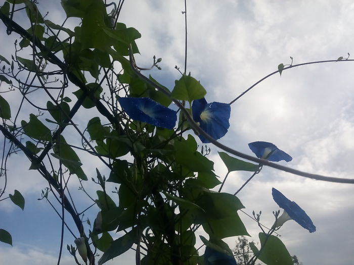 IMG_20150906_084526 - 2015 Flori in  gradina