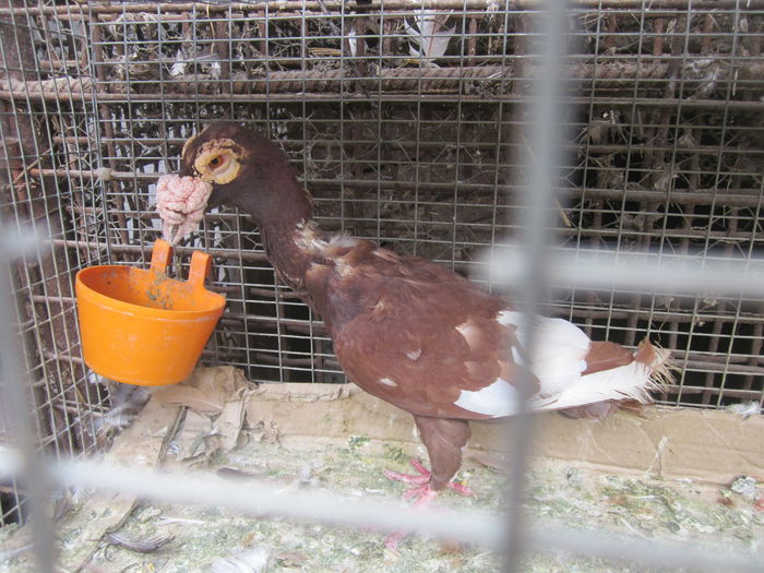 IMG_2593[1] - Carieri