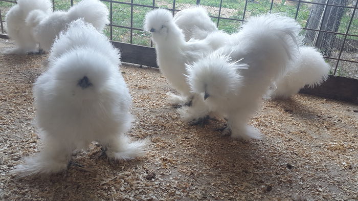 20150906_143933 - Matase japoneza - 2016