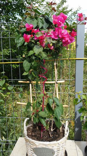 20150906_110159 - Bougainvillea