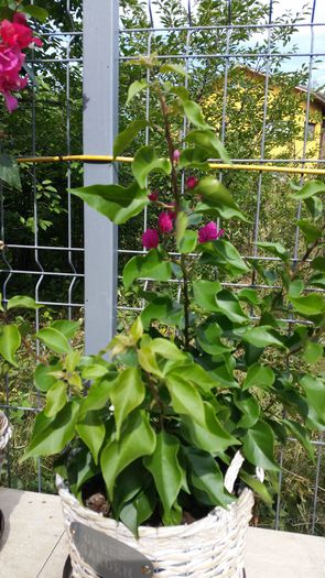 20150906_110148 - Bougainvillea