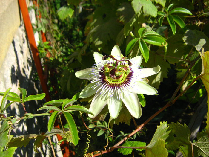 IMG_1850 - Passiflora caerulea