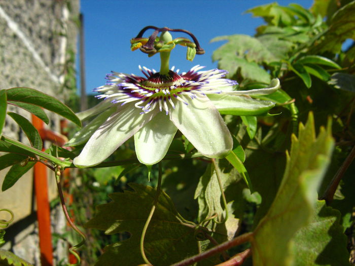 IMG_1852 - Passiflora caerulea