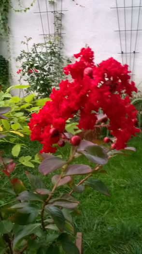 WP_20150904_054 - Lagerstroemia indica