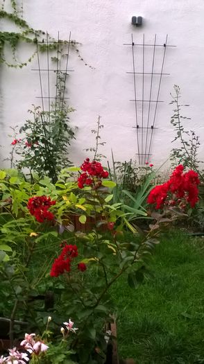 WP_20150904_059 - Lagerstroemia indica