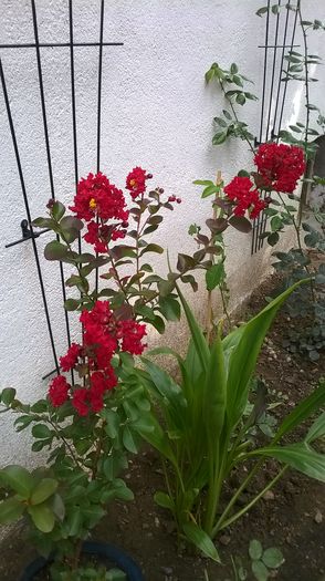 WP_20150905_025 - Lagerstroemia indica