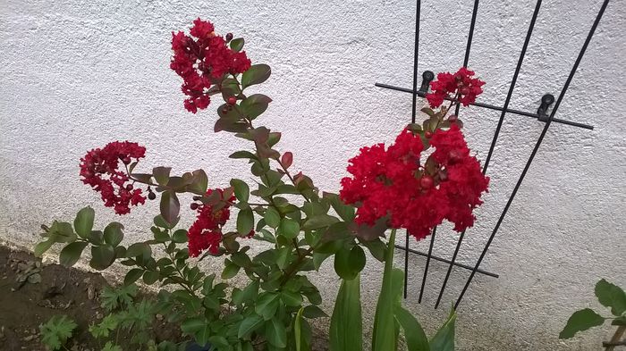 WP_20150905_027 - Lagerstroemia indica