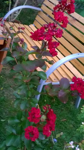 WP_20150904_053 - Lagerstroemia indica