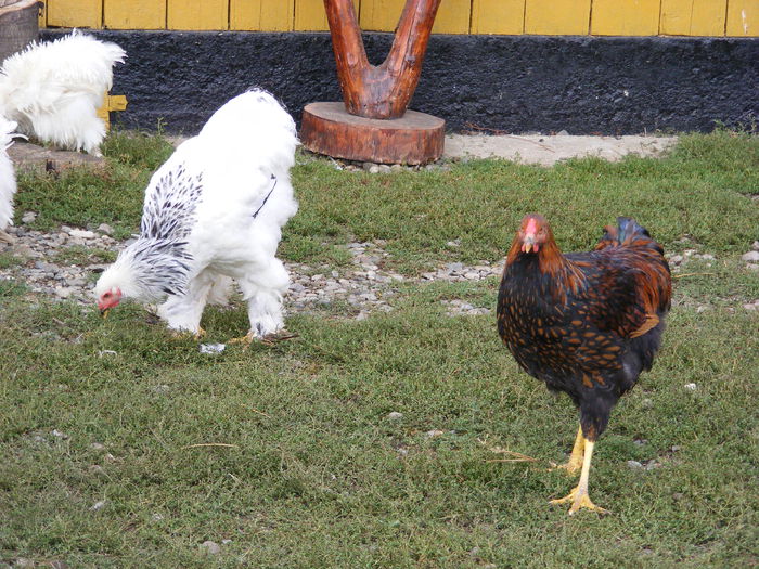 DSCF0048 - mica mea ferma a anului 2016