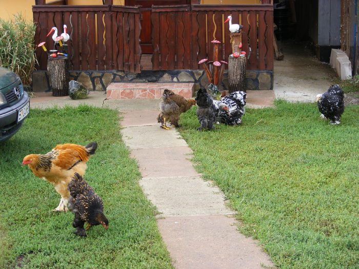 DSCF0062 - mica mea ferma a anului 2016