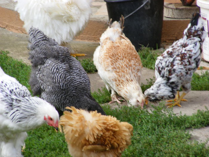 DSCF0077 - mica mea ferma a anului 2016