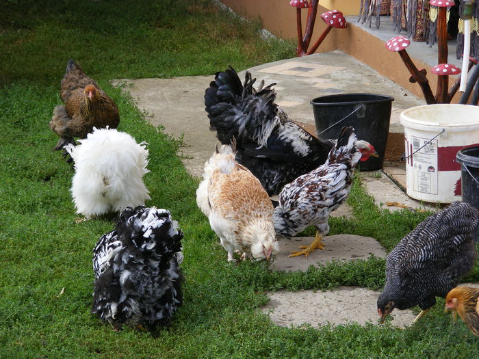 DSCF0079 - mica mea ferma a anului 2016