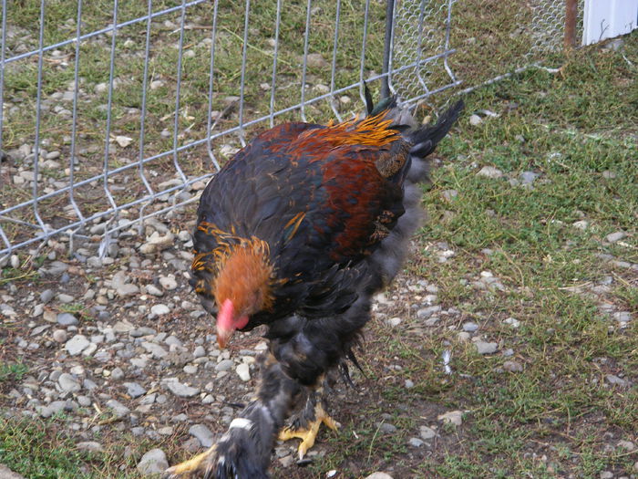 DSCF0080 - mica mea ferma a anului 2016