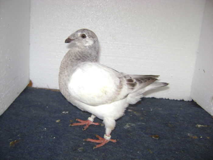 M 15 72 19 - TINERET  2015