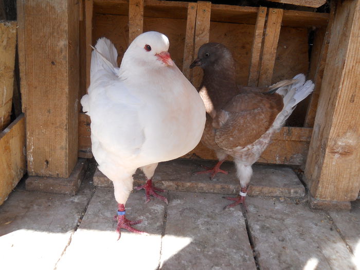 De la varsta de 14 zile, puiul a fost - 2 Porumbeii King