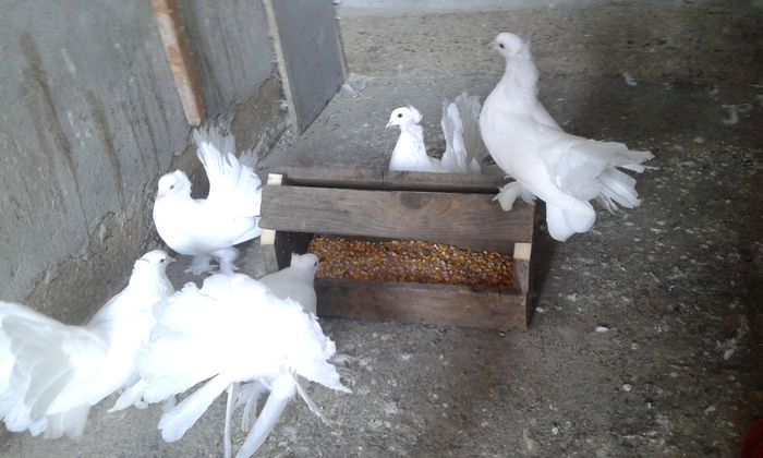 20150831_162955 - Voltati indieni albi