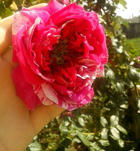 iness sastre - 0 TRANDAFIRI 2015