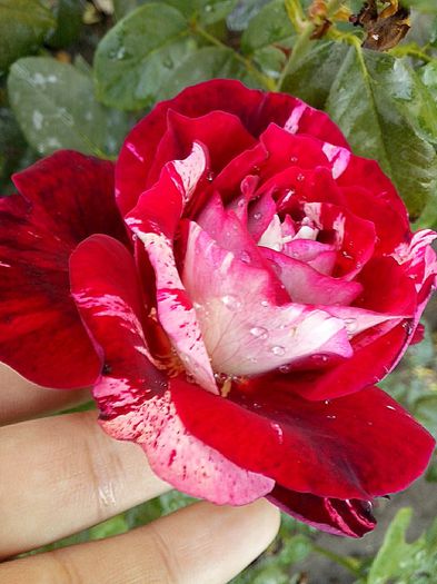 Julio iglesias - 0 TRANDAFIRI 2015