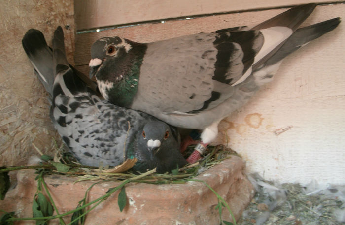 APDC1246 - 2015-Lot Zbor