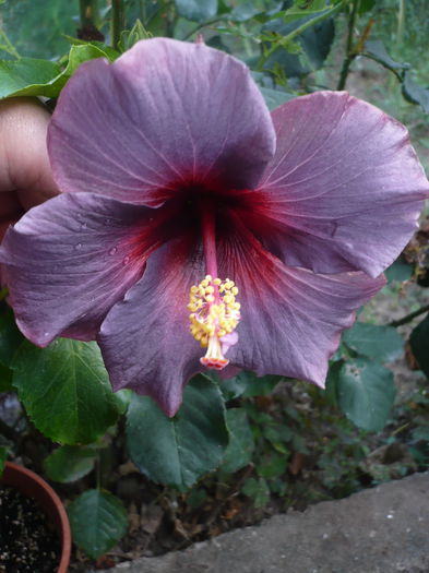 Persephone