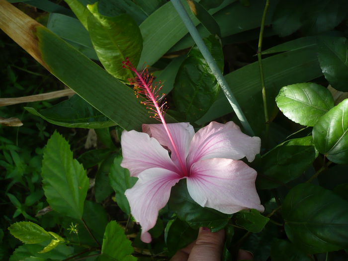 P1230934