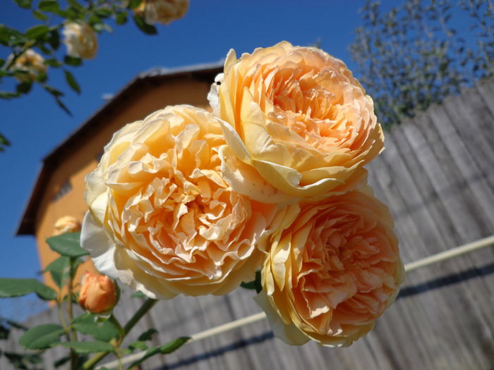 DSC09756 - Flori de trandafiri 2015
