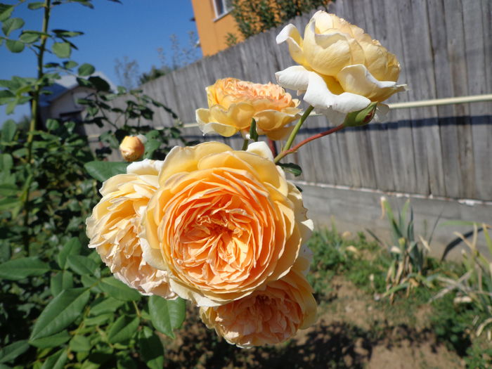 DSC09755 - Flori de trandafiri 2015