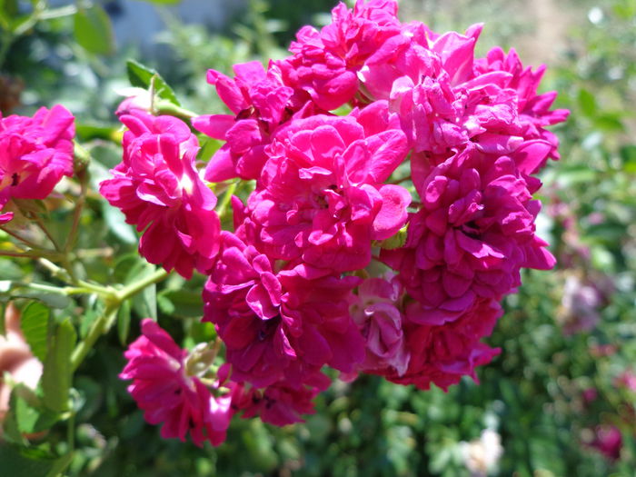 DSC09757 - Flori de trandafiri 2015