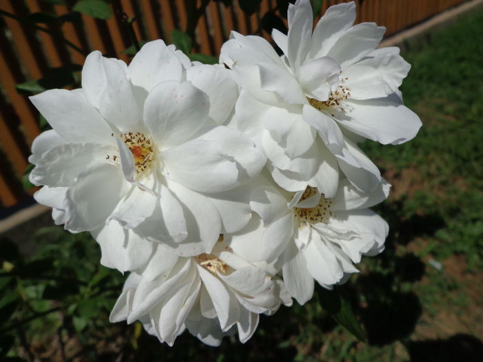 DSC09764 - Flori de trandafiri 2015