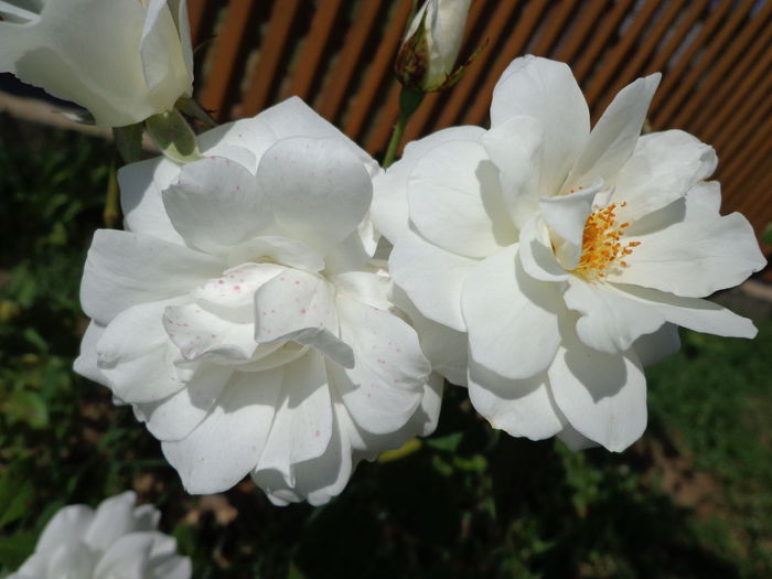 DSC09765 - Flori de trandafiri 2015