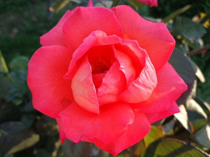 DSC09915 - Flori de trandafiri 2015