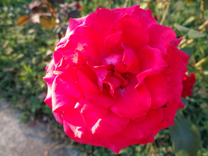 DSC09916 - Flori de trandafiri 2015