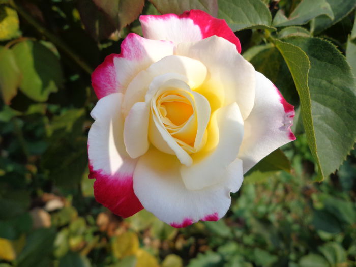 DSC09949 - Flori de trandafiri 2015