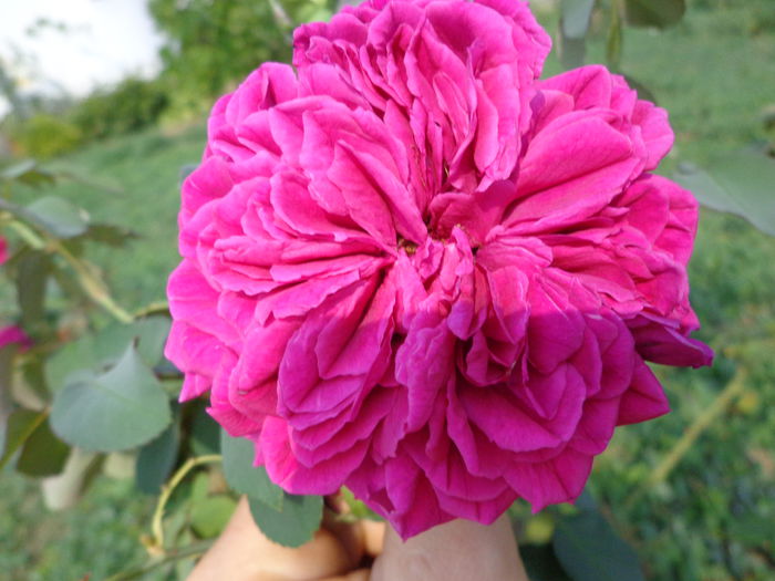 DSC09956 - Flori de trandafiri 2015