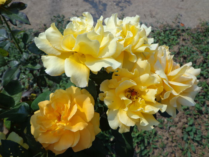 DSC09954 - Flori de trandafiri 2015