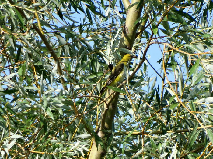 grangurita in iulie - a-vizitatorii gradinii-2015