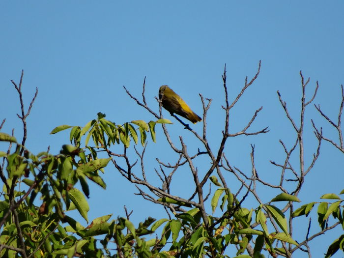 grangurita mi-a cam intors spatele - a-vizitatorii gradinii-2015