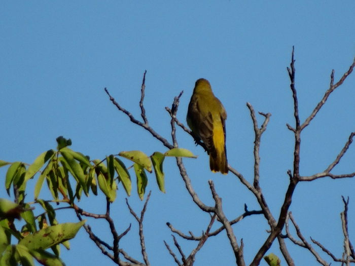 si nu s-a intors nici cum - a-vizitatorii gradinii-2015