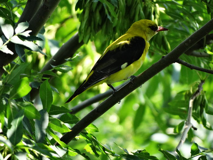 granguroiul la jumatatea lui iulie - a-vizitatorii gradinii-2015