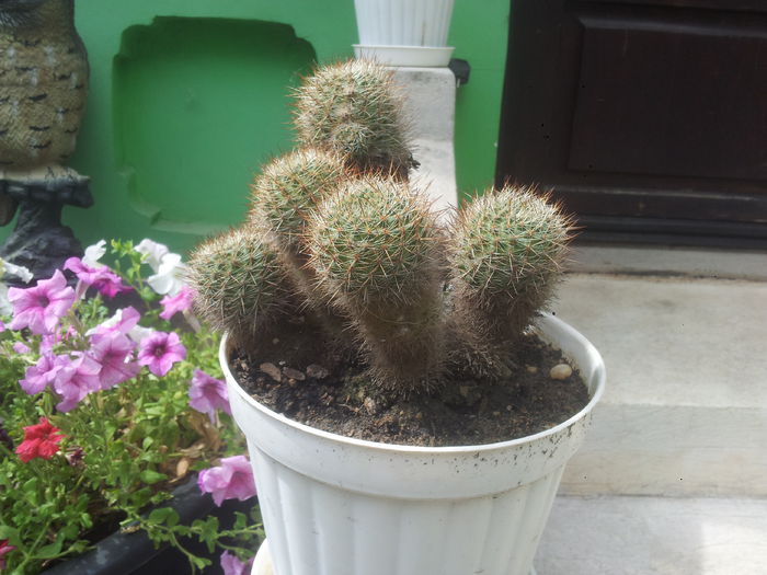 cactus cu flori care tin foarte mult; Face multe flori rosii care tin foarte mult (peste o luna). Florile se inchid seara si se deschid a 2 a zi la soare.
