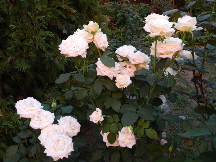 Akito - trandafiri 2015