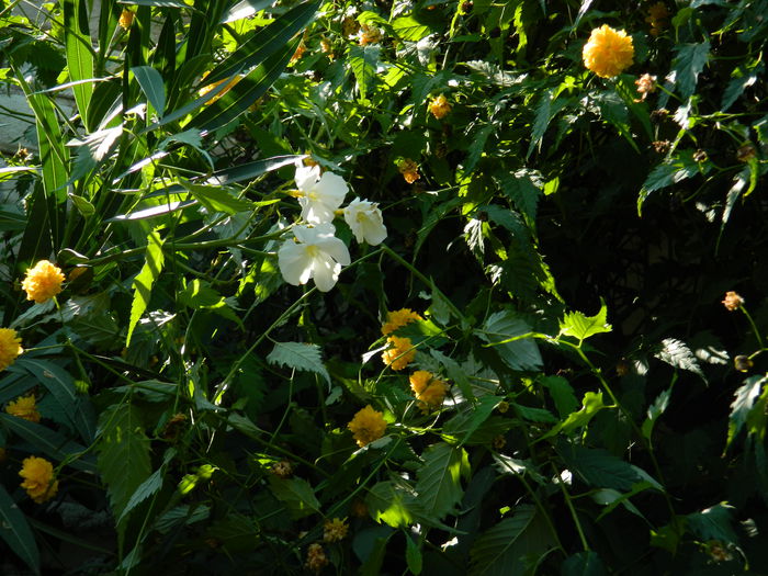 DSCN7177 - 2015_SEPTEMBRIE_2