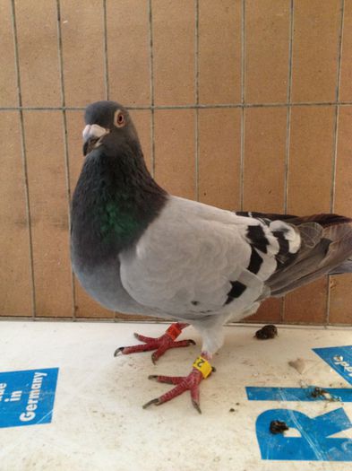 Nr 15 m Hung Derby 2013 70 lei