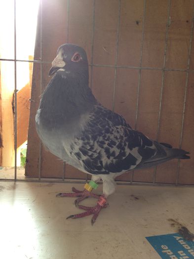 M Hung Derby 2013 60 lei