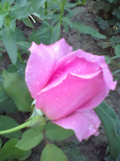 ABCD0018 - trandafiri in luna august 2015