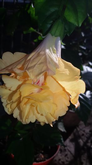 20150906_085518 - 7Hibiscus