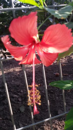 20150906_085509 - 7Hibiscus