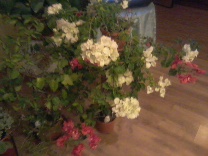 20150906_221128 - bougainvillea